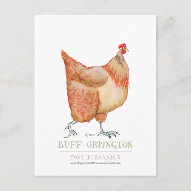 Buff Orpington hen, tony fernandes Postcard (Front)