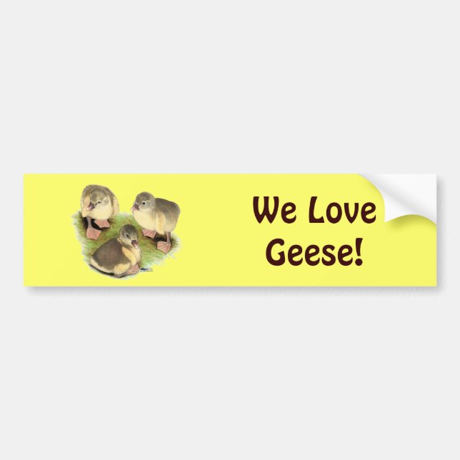 Buff Pomeranian Goslings Bumper Sticker (Front)