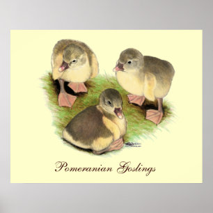 Buff Pomeranian Goslings Poster