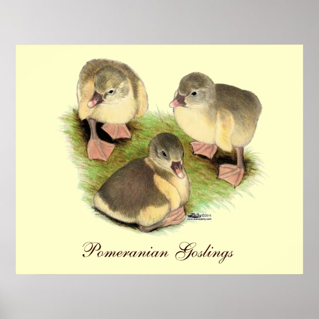 Buff Pomeranian Goslings Poster (Front)