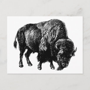 Buffalo American Bison Vintage Wood Engraving Postcard
