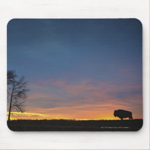Buffalo At Sunset In Elk Island National Park Mouse Pad