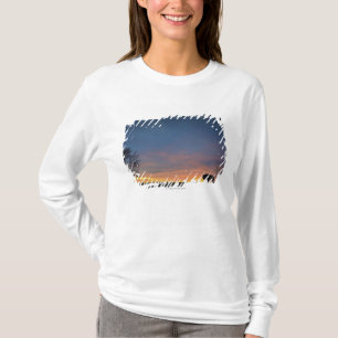 Buffalo At Sunset In Elk Island National Park T-Shirt