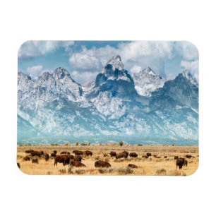 Buffalo Below the Grand Teton Mountains Magnet