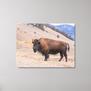 Buffalo Bison American Wildlife Canvas Print