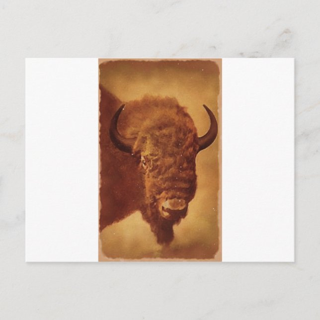 Buffalo / Bison Postcard (Front)