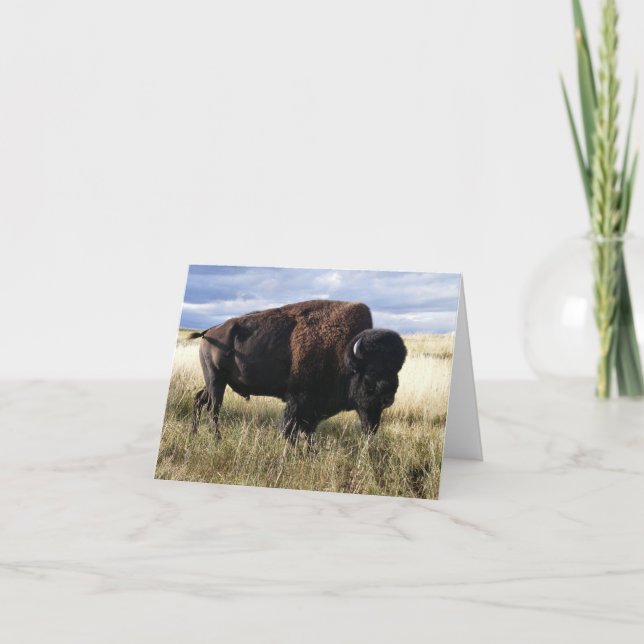 Buffalo Bull Card (Front)