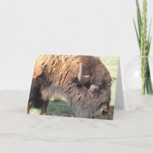 Buffalo Card