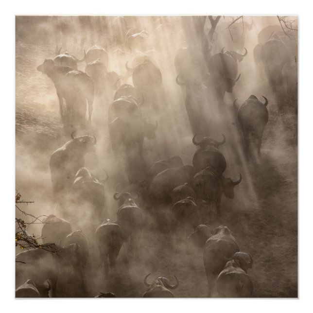 Buffalo Dust Poster (Front)