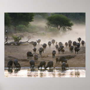 Buffalo Dust Storm Poster