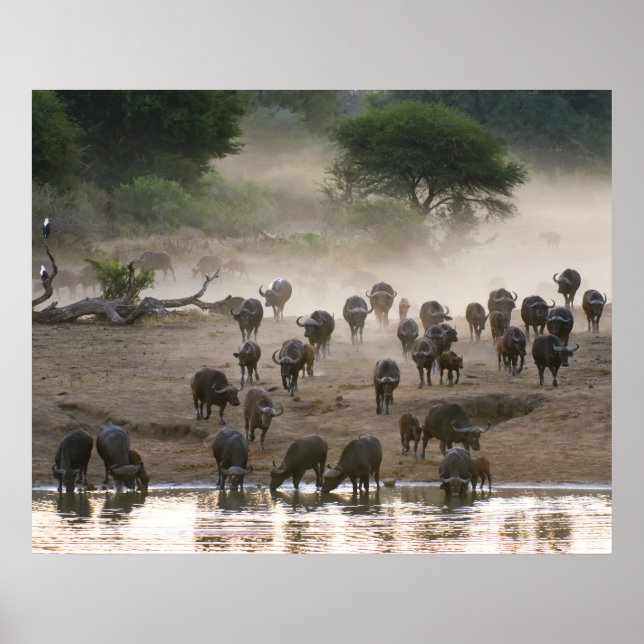 Buffalo Dust Storm Poster (Front)