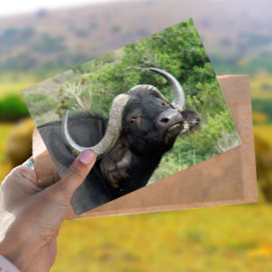 Buffalo Grass Postcard