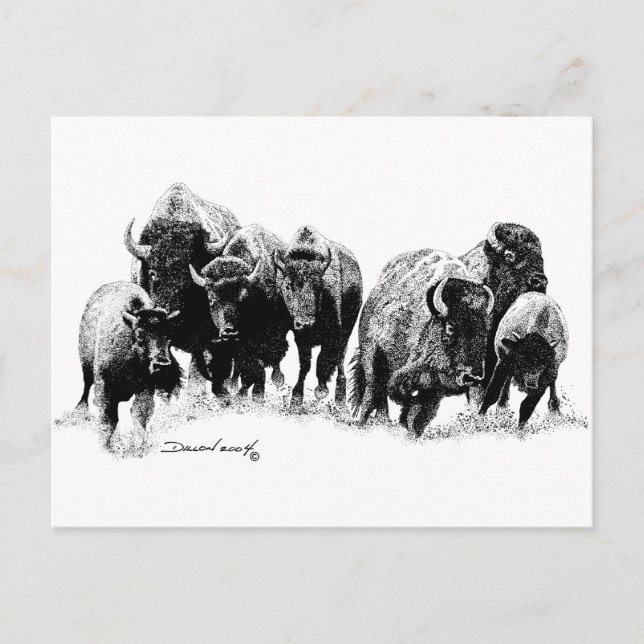 Buffalo Herd Postcard (Front)