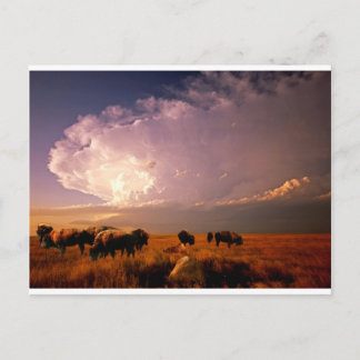Buffalo herd postcard