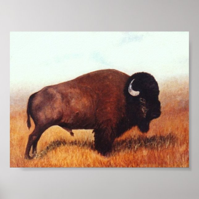 Buffalo III Poster (Front)