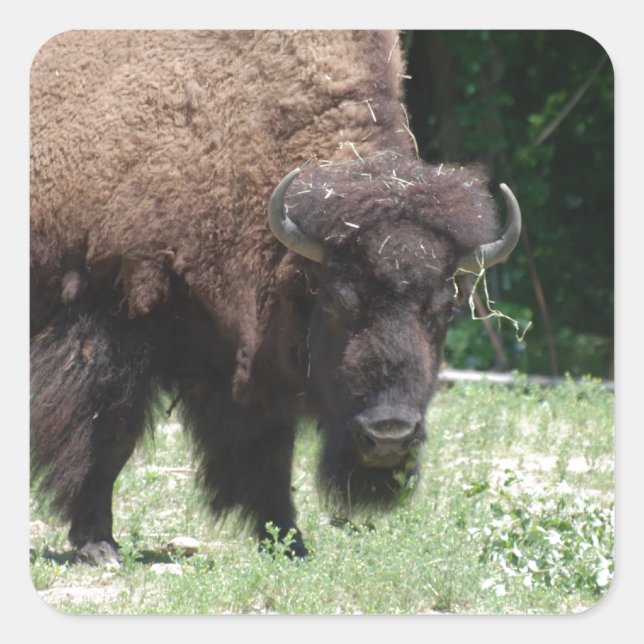 Buffalo in Field Square Sticker (Front)