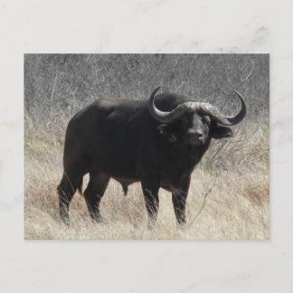 Buffalo In South Africa Postcard