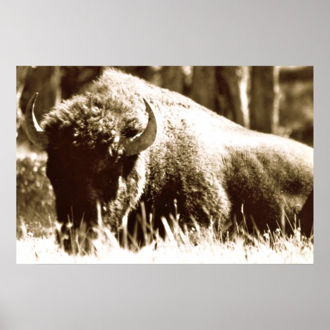 Buffalo in Yellowstone Poster (Front)