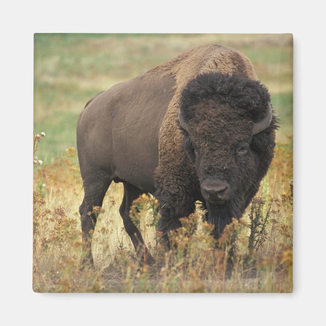 Buffalo Magnet (Front)