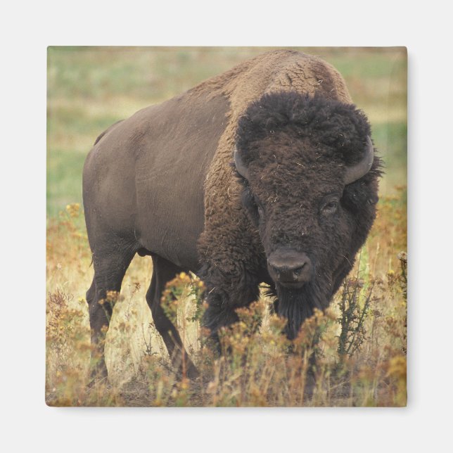 Buffalo Magnet (Front)