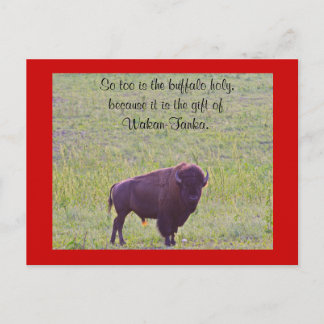 Buffalo on Lakota Lands Postcard
