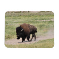 Buffalo on the move, Photography