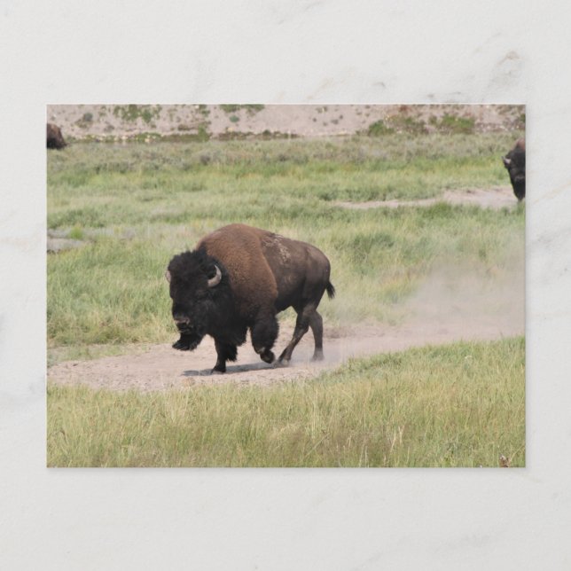 Buffalo on the move, Photography Postcard (Front)