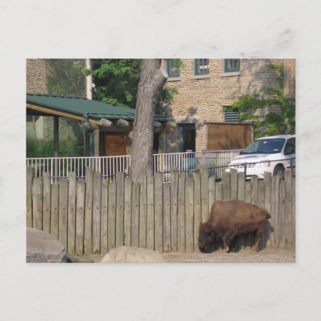 buffalo postcard (Front)