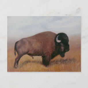 Buffalo Postcard