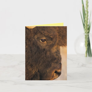 Buffalo Profile Card