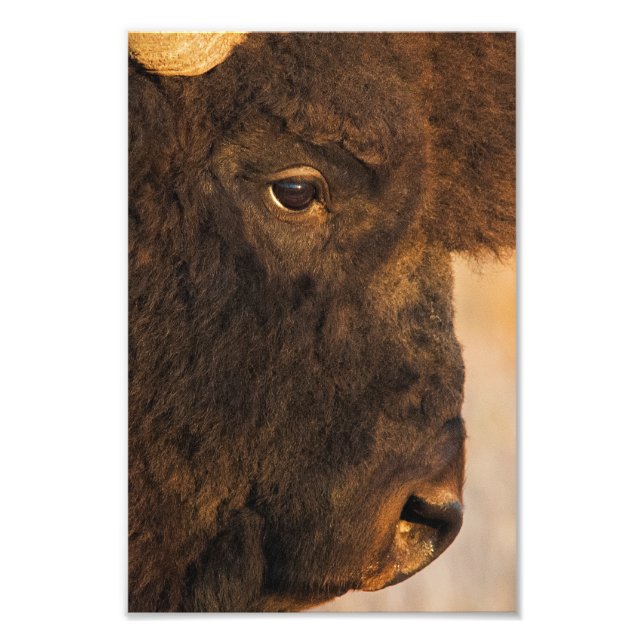 Buffalo Profile Photo Print (Front)