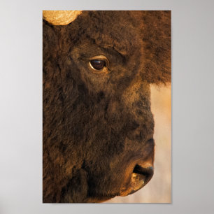 Buffalo Profile Poster