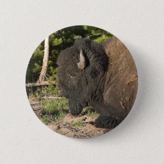 Buffalo Resting Button