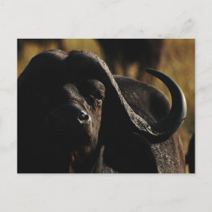 Buffalo - safari big five animal postcard