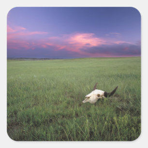 Buffalo Skull in Prairie Grass near Medora Square Sticker