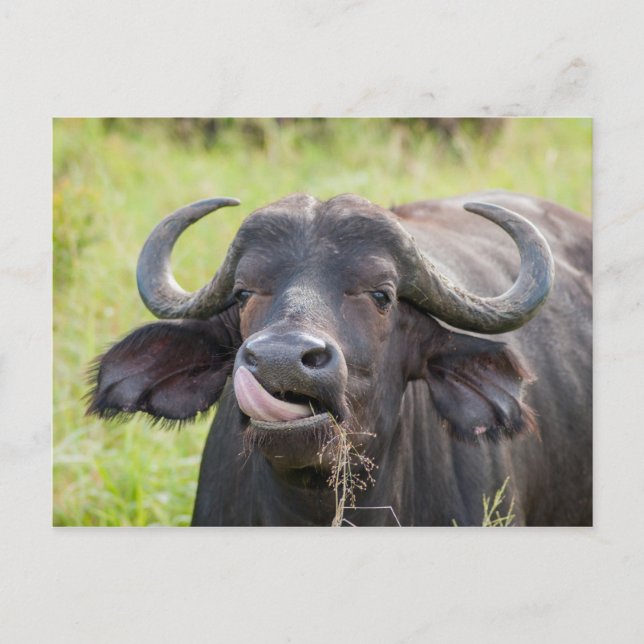 Buffalo Sticks Tongue Out Postcard (Front)