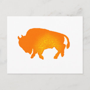 Buffalo Sun Postcard