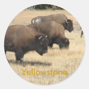 Buffalo Yellowstone Sticker