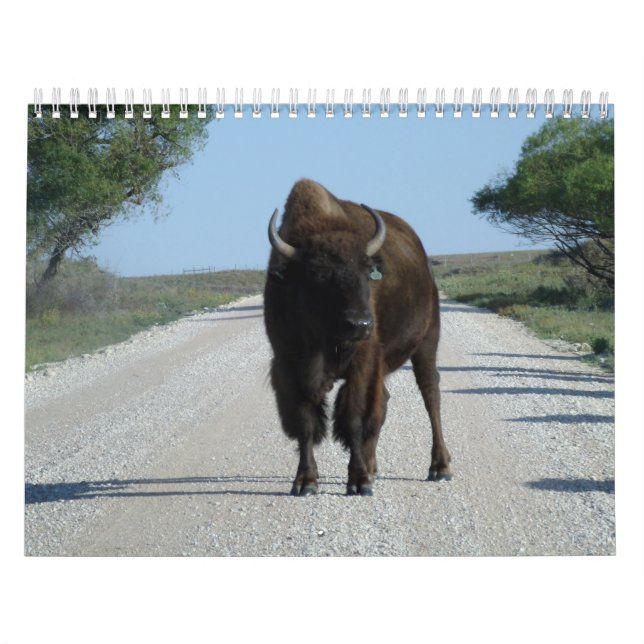 Buffaloed! Calendar (Cover)
