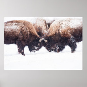 Buffaloes Play-Fighting Poster