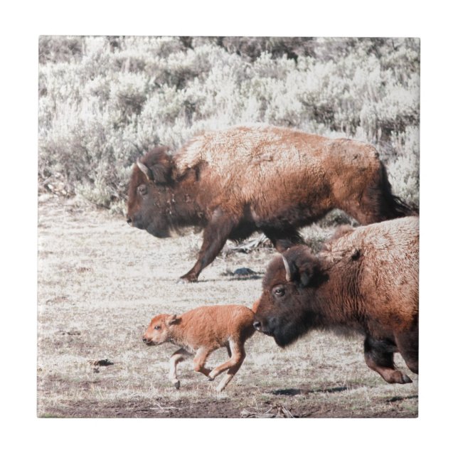 Buffaloes Tile (Front)