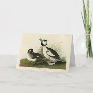 Buffel-headed Duck from Audubon's Birds of America Card