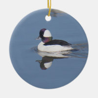 Bufflehead Duck Drake