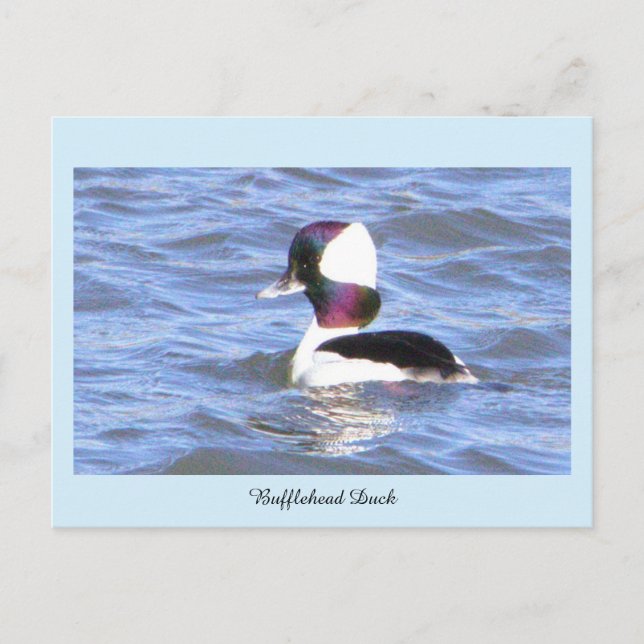 Bufflehead Duck Postcard (Front)