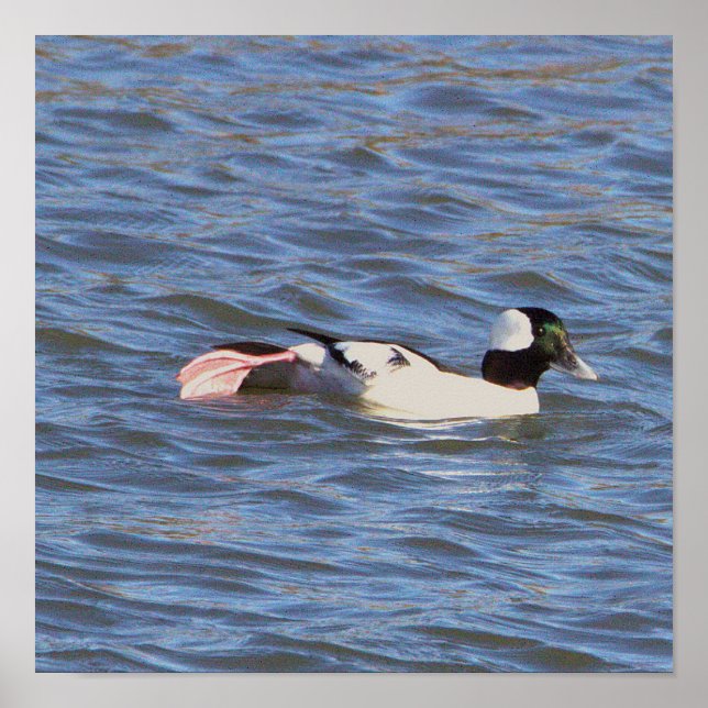 Bufflehead Duck Poster (Front)