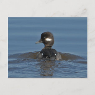Bufflehead Postcard