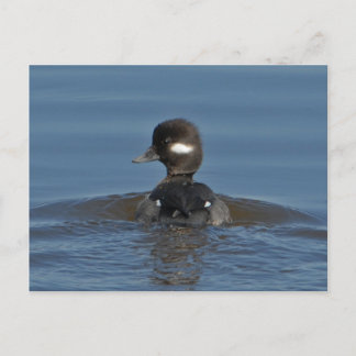 Bufflehead Postcard