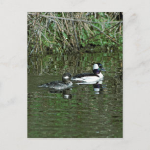 Buffleheads - Dipper Ducks Postcard