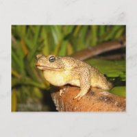 bufo the frog