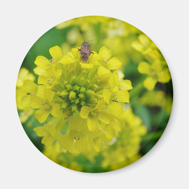 Bug on Flower Magnet (Front)
